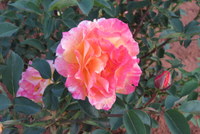 SOS Childrens rose